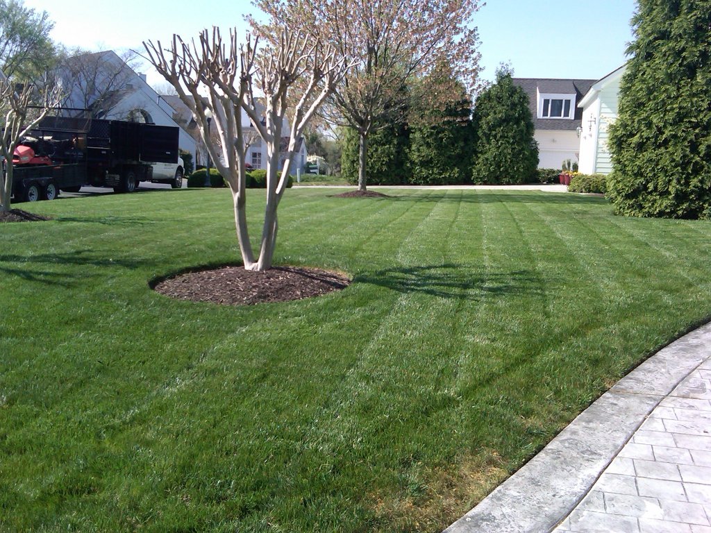 Lawn Maintenance | Mowed lawn and landscaped trees